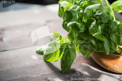 Image of Fresh organic basil