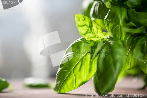 Image of Fresh organic basil