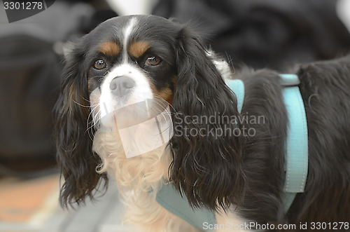 Image of Cavalier King Charles Spaniel in harness