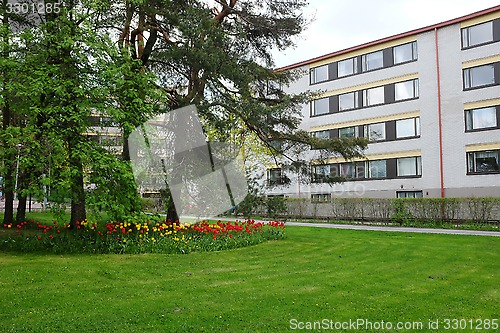 Image of bed of tulips, lawn and pine trees in a residential area