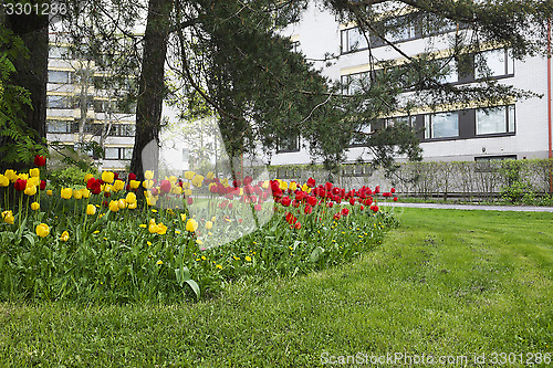 Image of bed of tulips, lawn and pine trees in a residential area