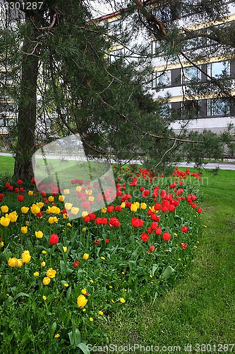 Image of bed of tulips, lawn and pine trees in a residential area