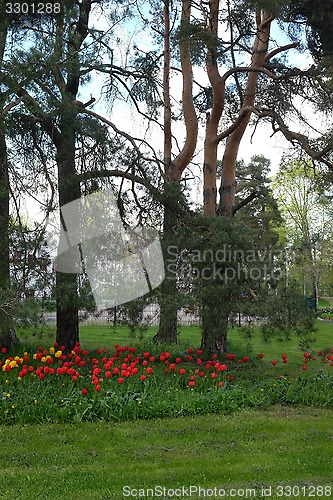 Image of bed of tulips, lawn and pine trees in a residential area