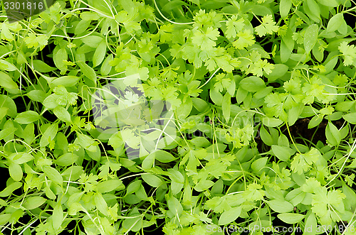 Image of Parsley Background