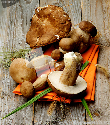 Image of Boletus Mushrooms