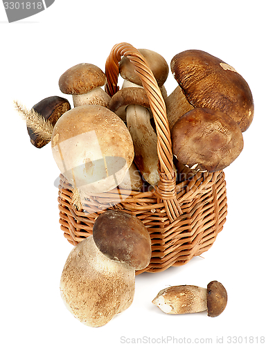 Image of Boletus Mushrooms