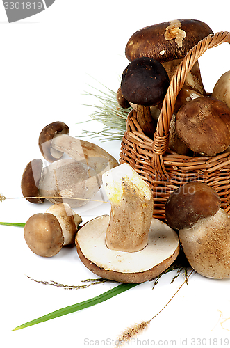 Image of Boletus Mushrooms