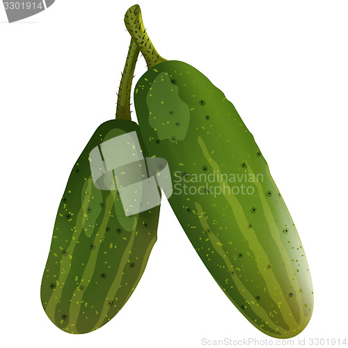 Image of Two fresh cucumbers