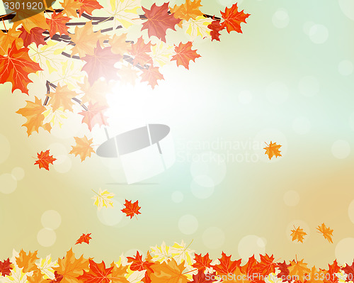 Image of Autumn maple leaves 