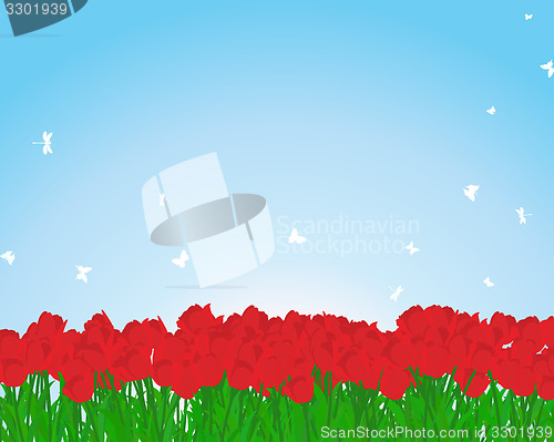 Image of Red tulips meadow
