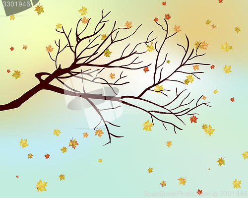 Image of Autumn maple leaves 