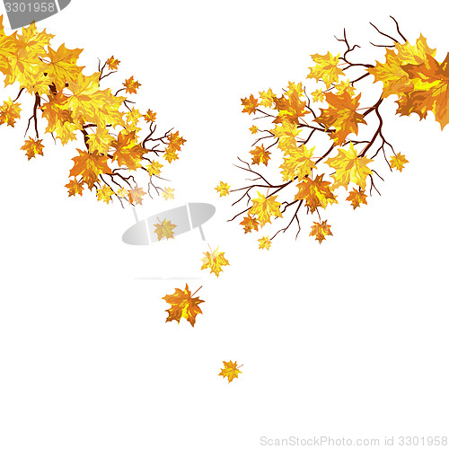 Image of Autumn maple leaves background