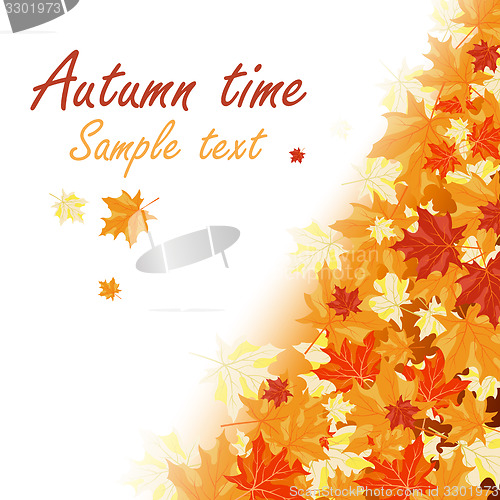 Image of Autumn maple leaves 