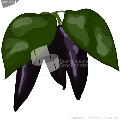 Image of Fresh violet peppers