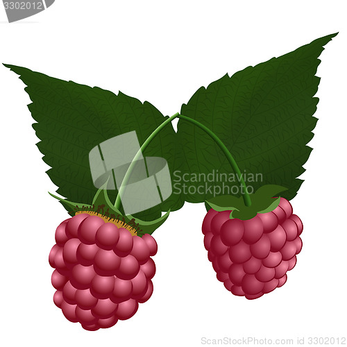 Image of Two fresh raspberry. 