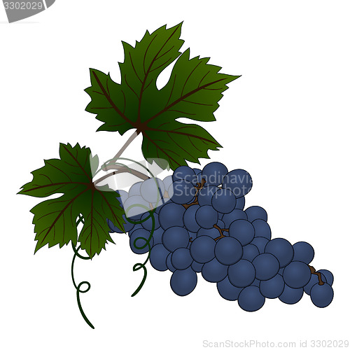 Image of Grape branch
