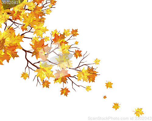 Image of Autumn maple leaves background