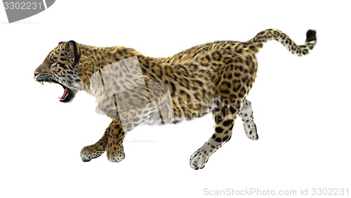 Image of Jaguar