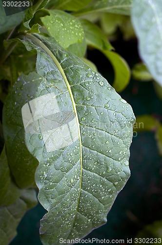 Image of large Tobacco leaf covered with rain drops