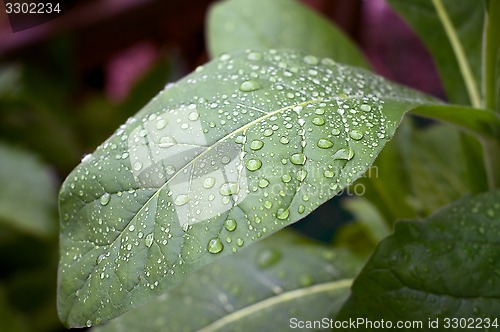 Image of Tobacco leaves with rain drops