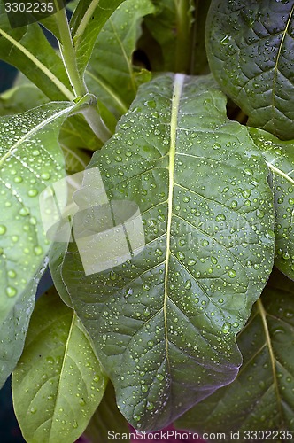Image of Tobacco plant with rain drops