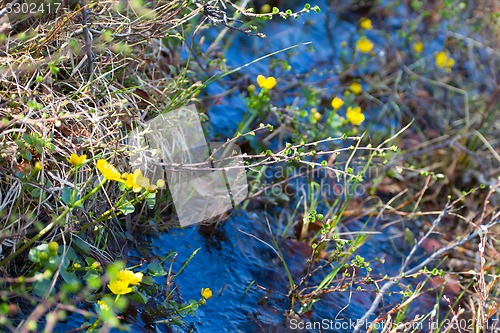 Image of classic warm spring flowering and blooming