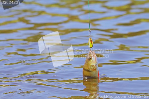 Image of perch fishing on lake