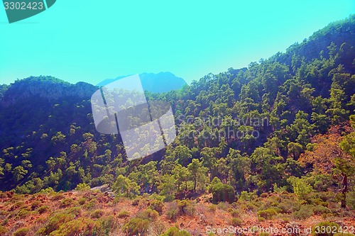 Image of wild natural hillside and pine forest