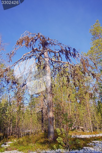 Image of  dense forest with lichen borodinym