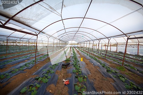 Image of greenhouse farm