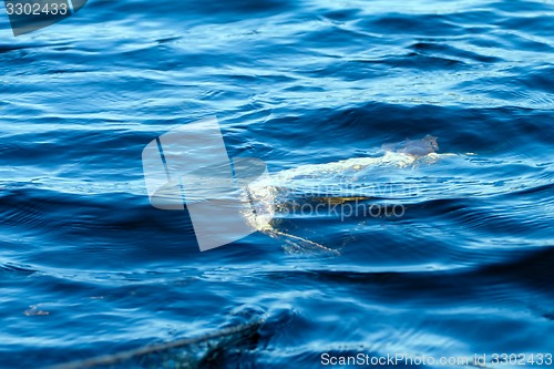 Image of fish pike in net in  spring