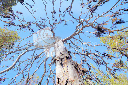 Image of  dense forest with lichen borodinym