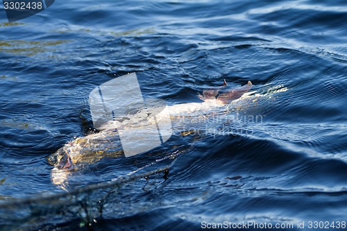 Image of fish pike in net in  spring