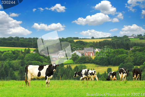 Image of Cows in a pasture