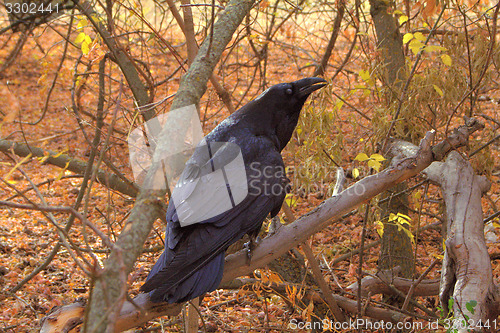 Image of Raven black  wise bird