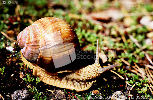 Image of Burgundy Snail. Helix pomatia.