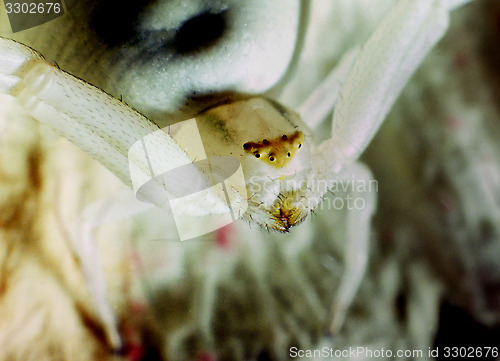 Image of Crab spider. Misumena vatia.