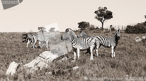 Image of A group of zebras