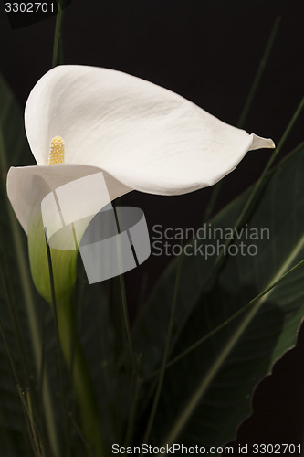 Image of White Calla Lili in front of black Background macro Detail