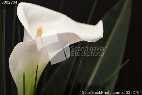 Image of White Calla Lili in front of black Background macro Detail