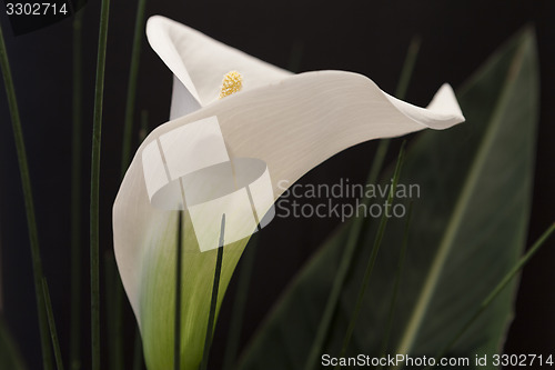 Image of White Calla Lili in front of black Background macro Detail