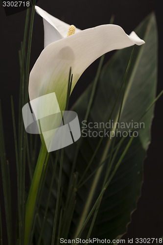 Image of White Calla Lili in front of black Background macro Detail