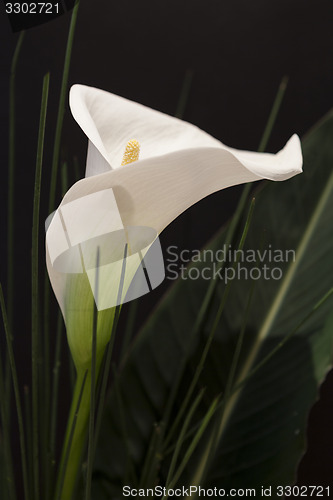 Image of White Calla Lili in front of black Background macro Detail