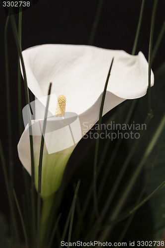 Image of White Calla Lili in front of black Background macro Detail