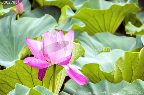 Image of pink lotus flower in a pond