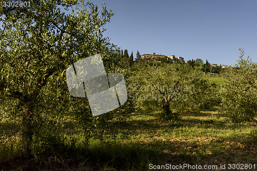 Image of Landscape with olive trees, Tuscany, Italy