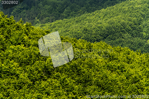 Image of Green forest (abstract background)