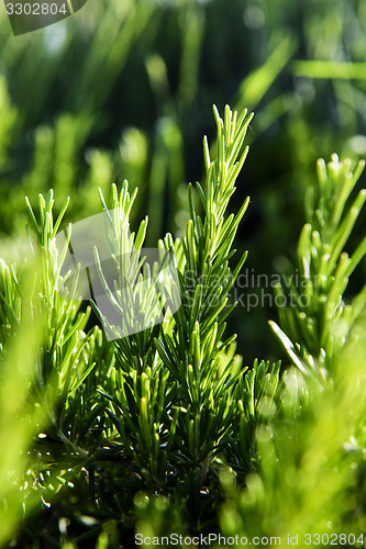 Image of Rosemary herb