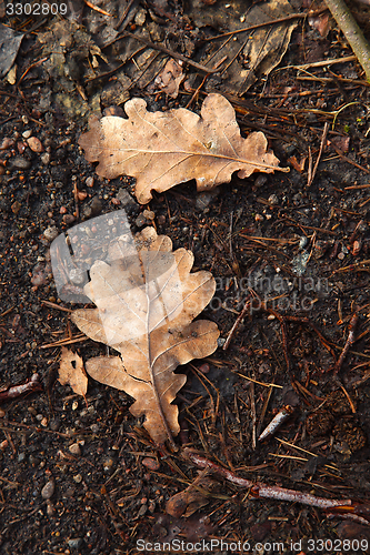 Image of Fallen leaves