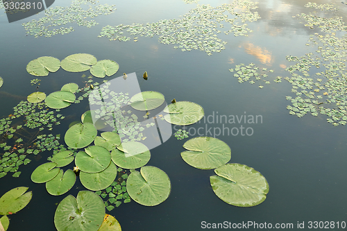 Image of Water surface with plants